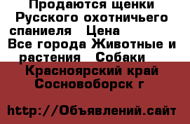 Продаются щенки Русского охотничьего спаниеля › Цена ­ 25 000 - Все города Животные и растения » Собаки   . Красноярский край,Сосновоборск г.